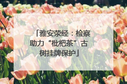 雅安荥经：检察助力“枇杷茶”古树挂牌保护