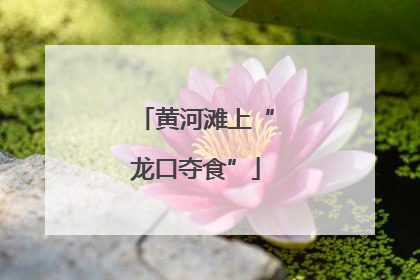 黄河滩上“龙口夺食”