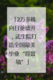 2万多株向日葵盛开，武生院打造全国最美毕业“背景墙”